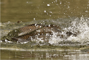Smaller males surround a larger female carp on their way up the Los Angeles River. (Derek Bourassa).