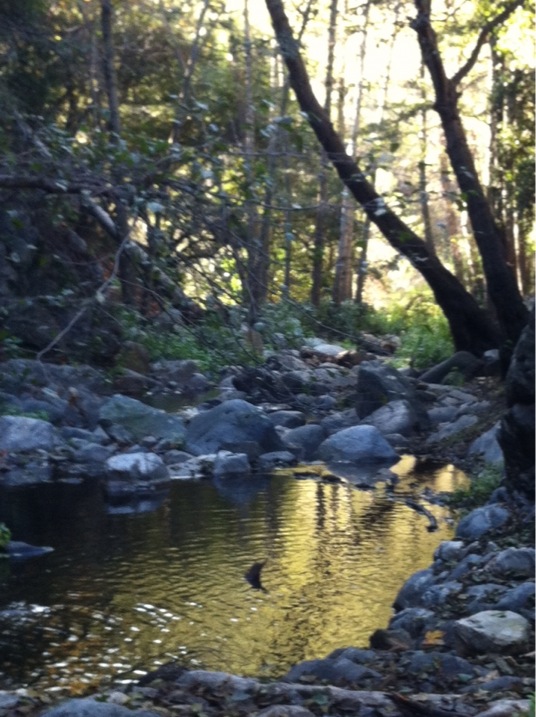 The canyons are full of quiet, beautiful, "fishy" spots. (Jim Burns)