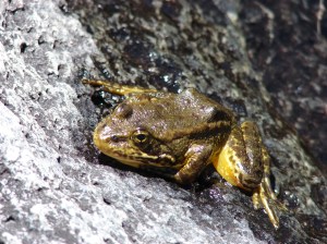 The endangered Mountain Yellow-Legged Frog. (Creative Commons)