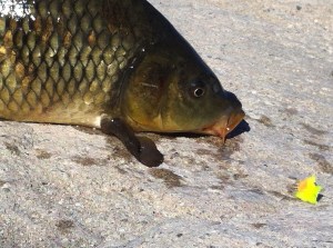 The L.A. River Glo-Bug in chartreuse has captured many a wary carp. (Jim Burns)