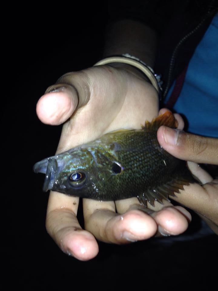 Green sunfish are one of the pllars of the L.R. River ecosystem, and fun to catch as well. (B. Roderick Spilman)