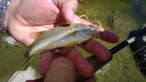 Bets are on that this is a smallmouth bass. You in? (Roland Trevino)