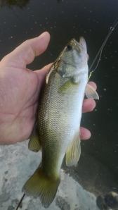 Bass a poppin': Eleven inches that fell for a No. 14 popper. (Roland Trevino)