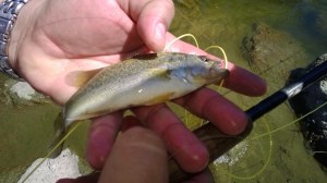 Another view of the mystery bass. (Roland Trevino)