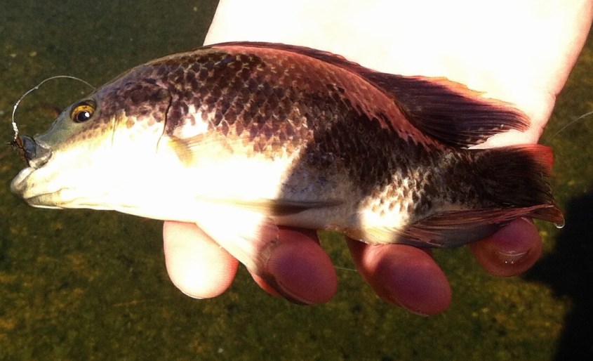 Yes, Ernest, the tilapia also rises. (Jim Burns)