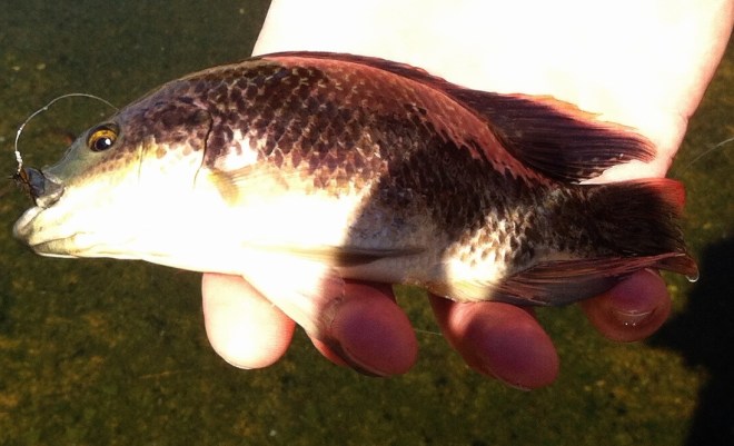 Yes, Ernest, the tilapia also rises. (Jim Burns)