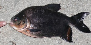 A relative of the well-known -- and feared -- pirahna, the pacu has flatter teeth. (James Czasonis)