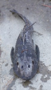 Here's lookin' at you, kid. (Grove Pashley)