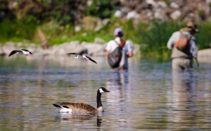 QUACK: Hope our friends from Canada brought sunscreen.