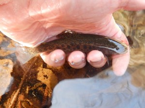 YES! Trout are back, albeit in smaller numbers, on the West Fork. (Steve Kuchenski)