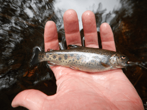 WITH proper care, this little guy will grow up to make us all proud. (Steve Kuchenski)