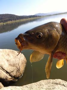 AYE, AYE,CAPTAIN CARP: You shoulda been there for a fine day (Courtesy Dylan Scott Moore)