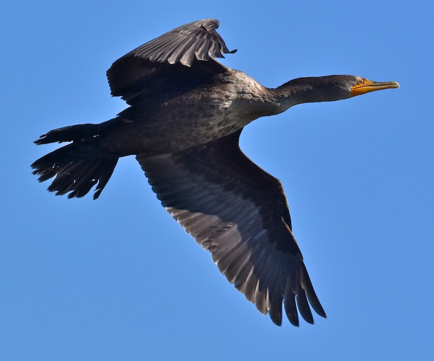 Cormorant (All images courtesy of the Natural History Museum of Los Angeles County)
