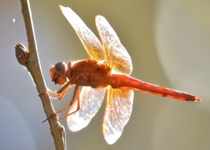 Dragonfly