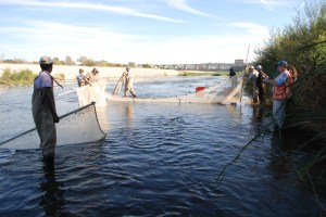 SEINE NETS yield 3,000 tilapia fry in Haskell Creek above Sepulveda Dam on Friday. (William Preston Bowling)
