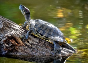 Red-eared Slider