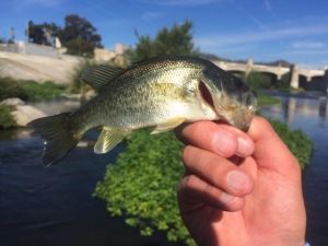 BLUE SKIES and bass are a perfect combo (Nick Blixt)