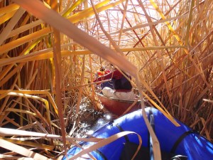 Owens Lower-In the Tules