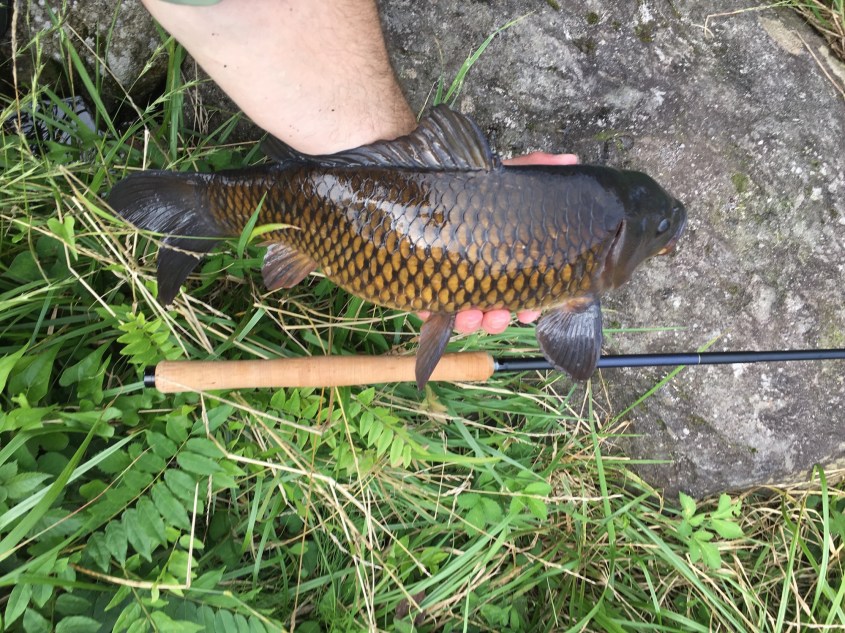 ISSAC'S FIRST carp caught on a tenkara rod.