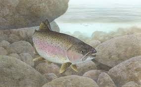 steelhead