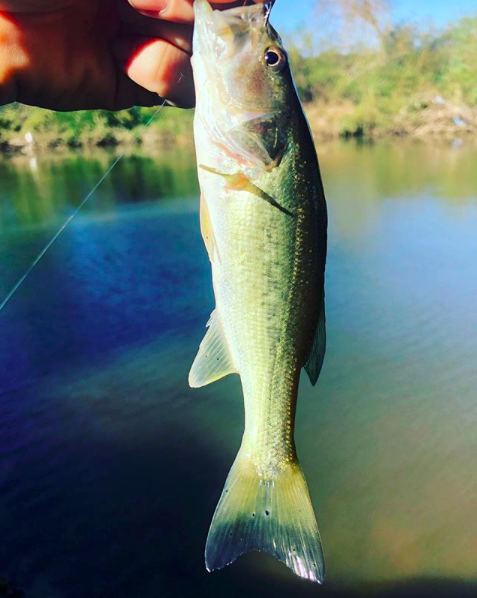 Screen Shot 2018-03-31 at 8.15.28 AM