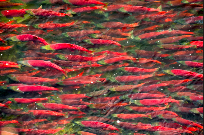 Screen Shot 2019-03-29 at 6.40.56 PM