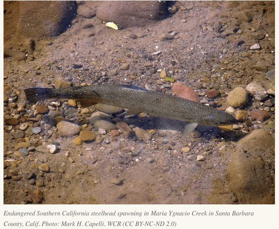 Screen Shot 2020-04-01 at 4.27.11 PM